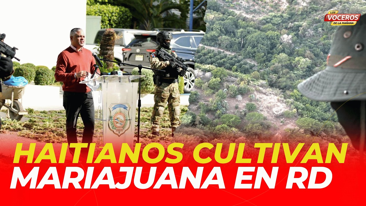 HAITIANOS DUEÑOS DEL SEMBRADÍO DE MARIAJUANA EN BANÍ
