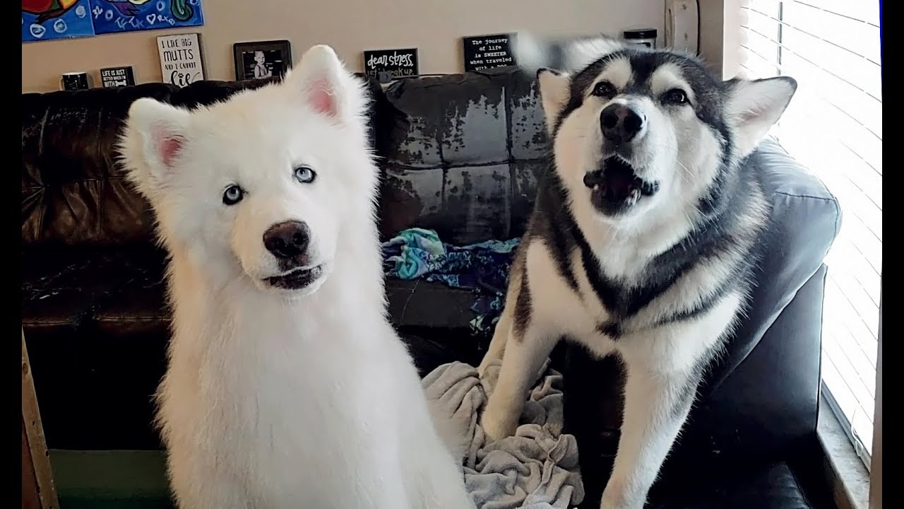 Husky Howling | Malamute Howling | Tonka & Monroe Who's Snoring?