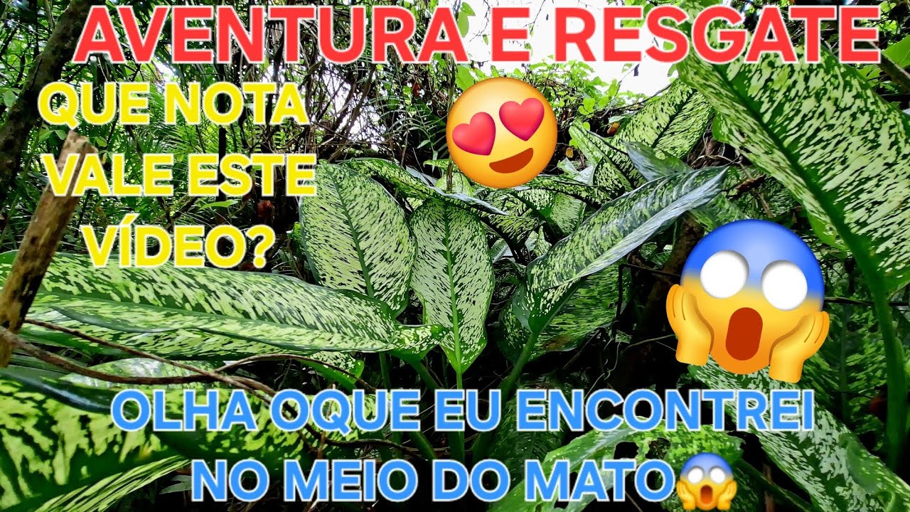 Aventura e resgate muitas plantas lindas @destacar_ #garden #natureza #sitio #jardim #plants 