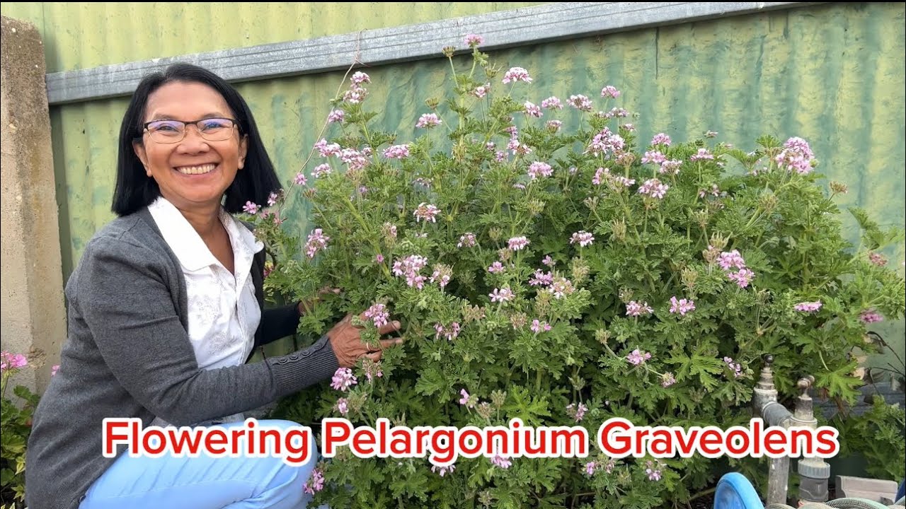 Pelargonium Graveolens #plants  #flowers  #viral #gardening #hobby  #plantita #plants #hobbygarden