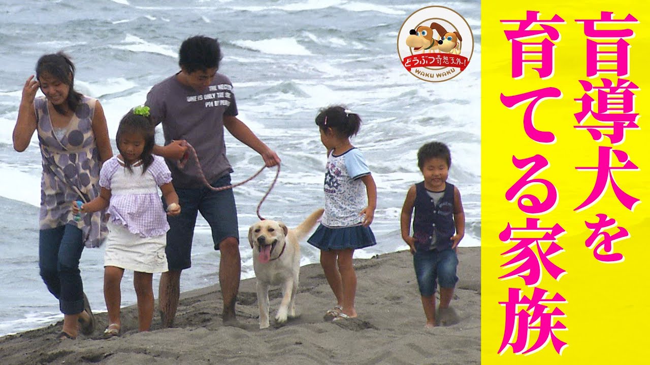 盲導犬候補生ディールとパピーウォーカー家族の別れと涙、そして盲導犬試験の結果は…【北海道盲導犬協会】【どうぶつ奇想天外／WAKUWAKU】