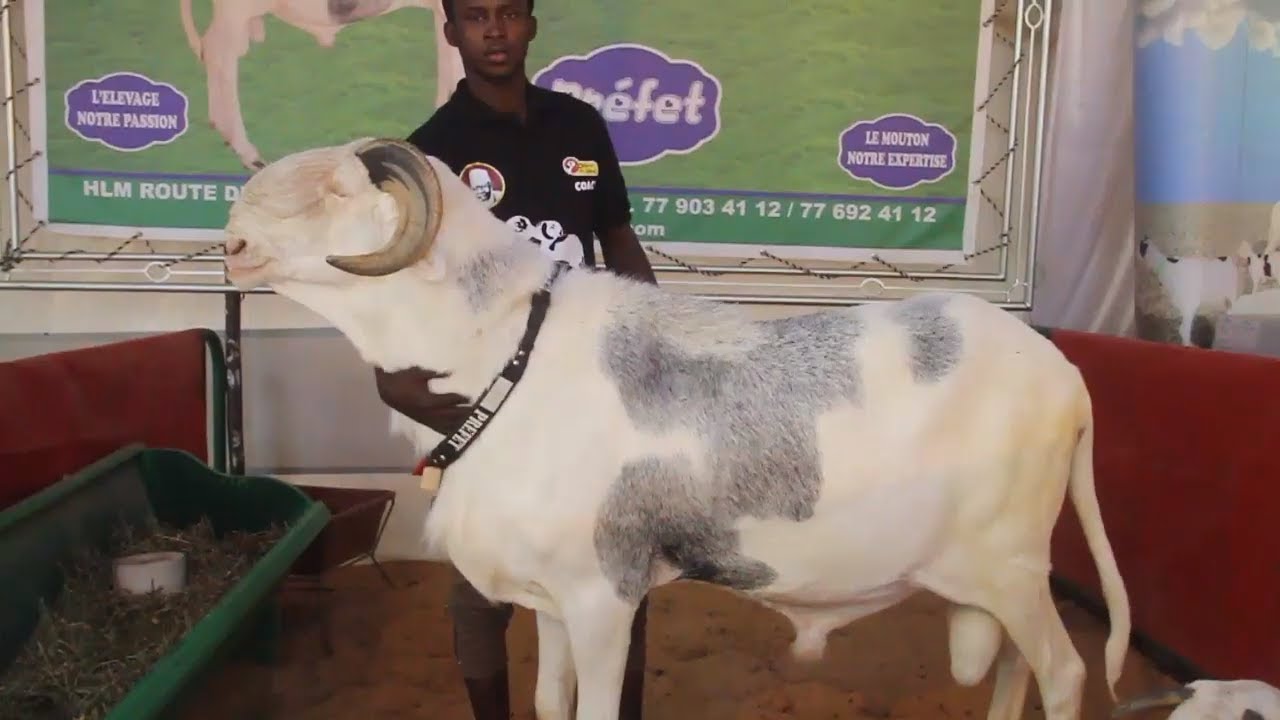 A la découverte du plus gros mouton de la foire de thies
