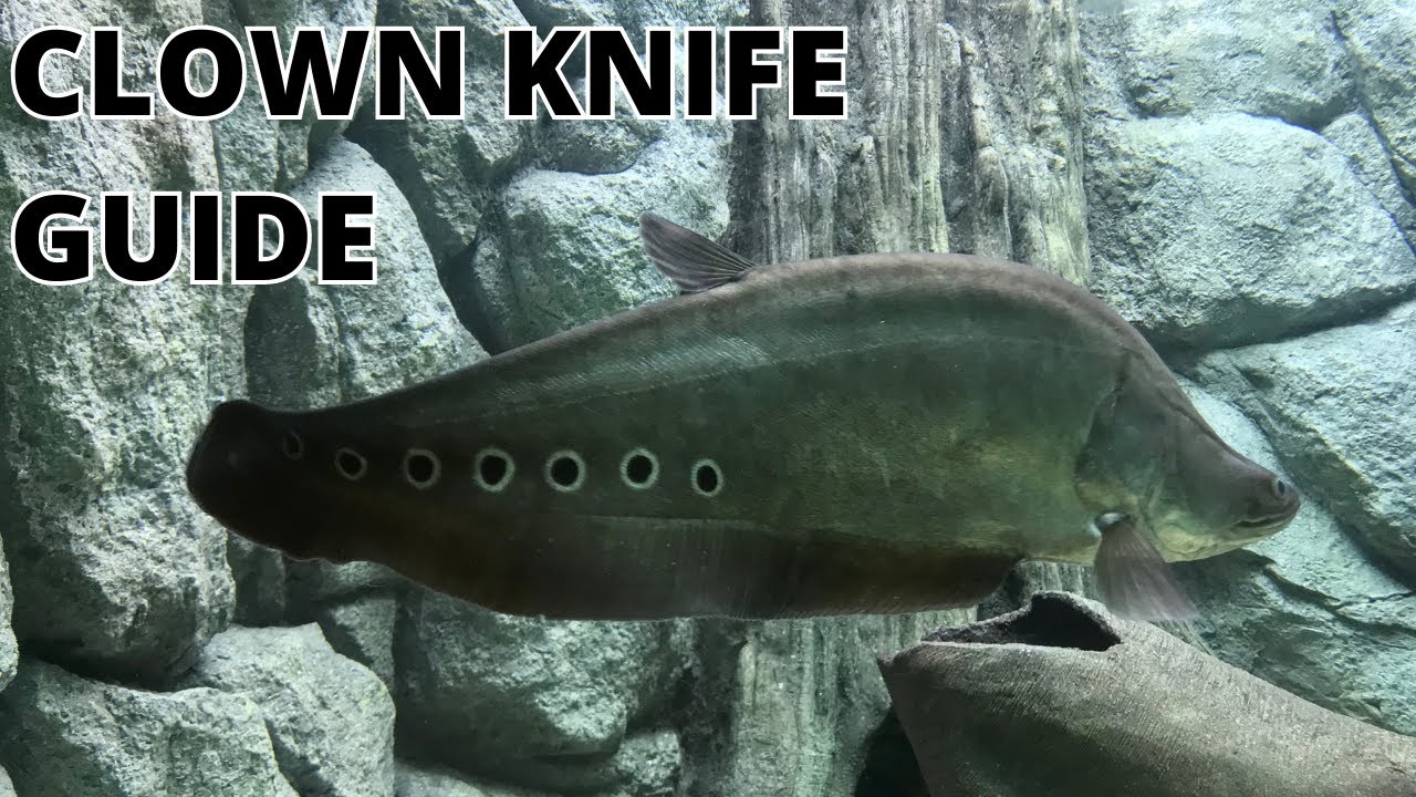 The Ultimate Clown Knife Fish Care Guide