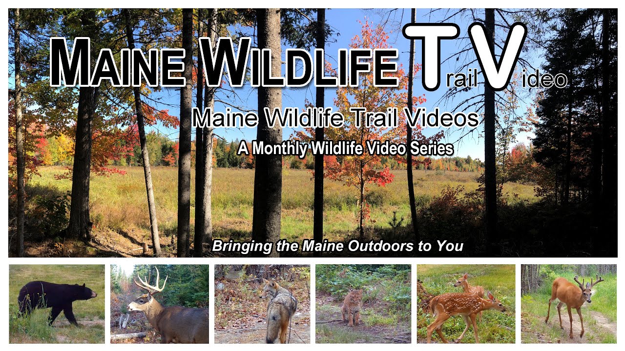 Maine Wildlife Trail Video - October 2024
