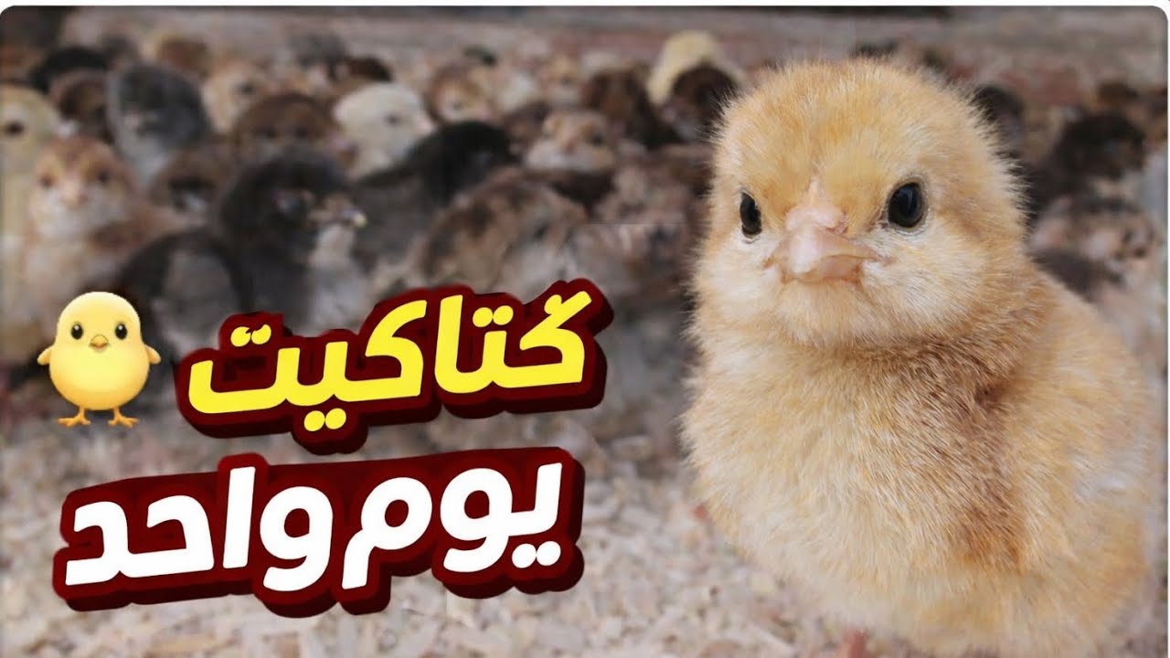 لحظات لا تصدق مع كتاكيت يوم واحد! 🐥 ليجورن الذهبي، أرجنتي وسوسيكس الإيرميني