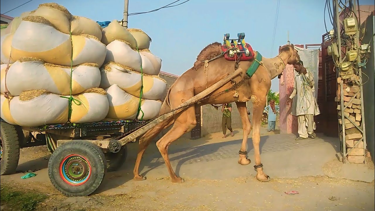 The loaded camel cart got stuck in the street