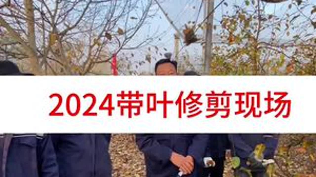带叶修剪正式开始 #服务三农支持三农 #抖音助农 #大海带叶修剪