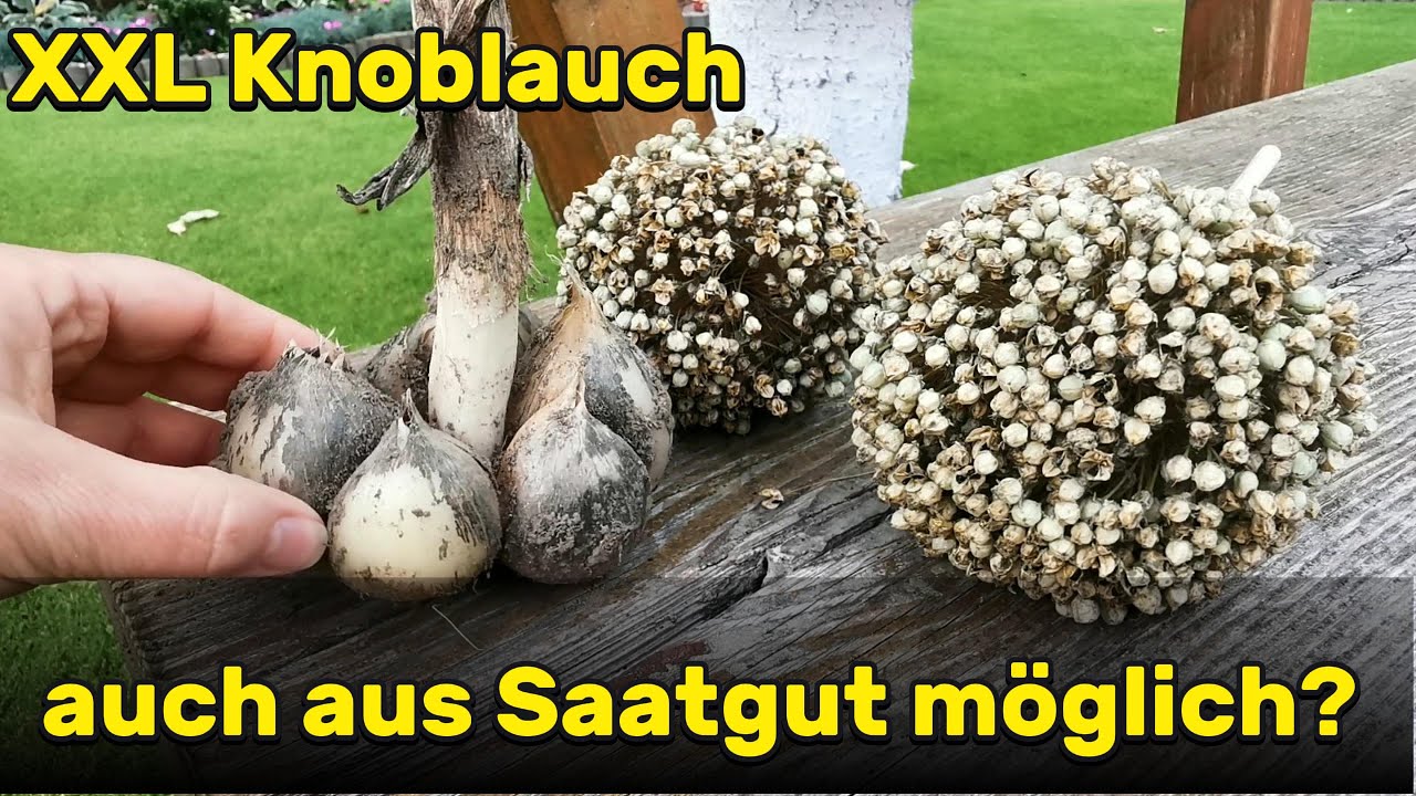 Groß, größer, riesig / Ist das auch aus Samen möglich?