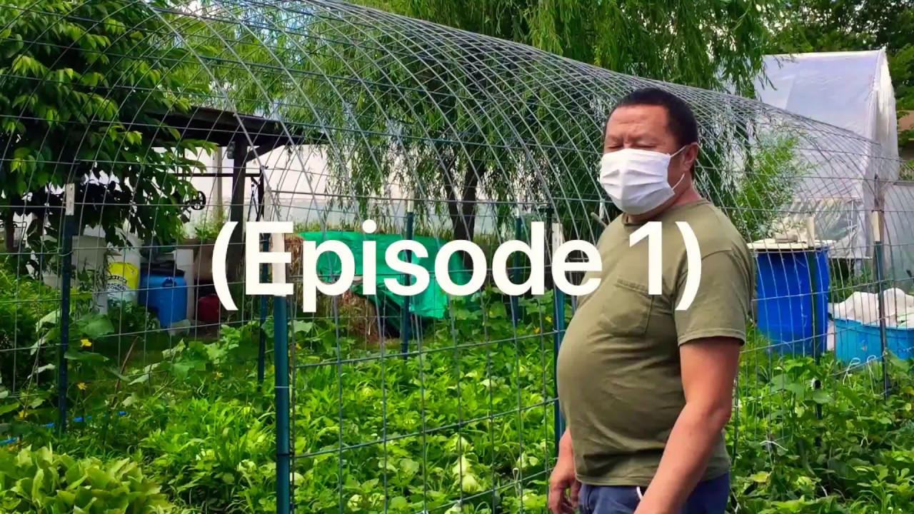 Hmong farming in the USA.