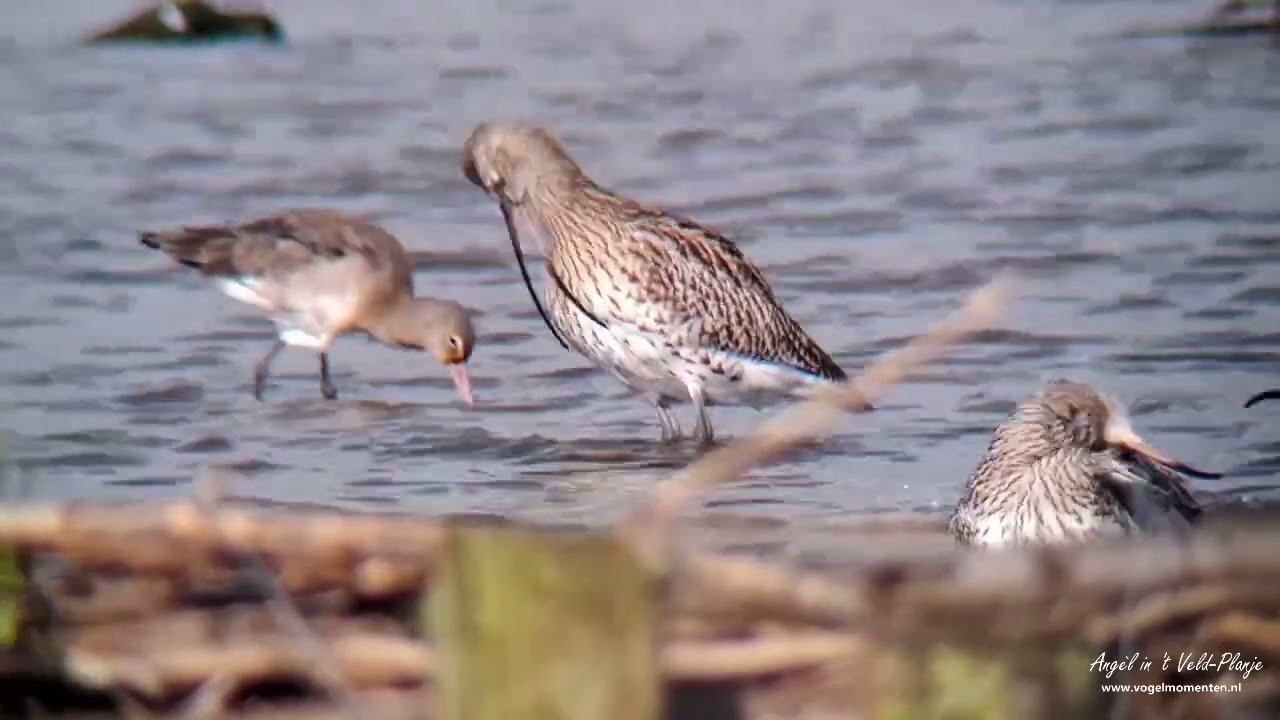 Vogelplas De Starrevaart 21 10 2025