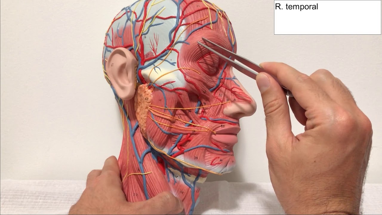 Nervo facial _ Neuroanatomia - Anatomia - Anatomia Humana