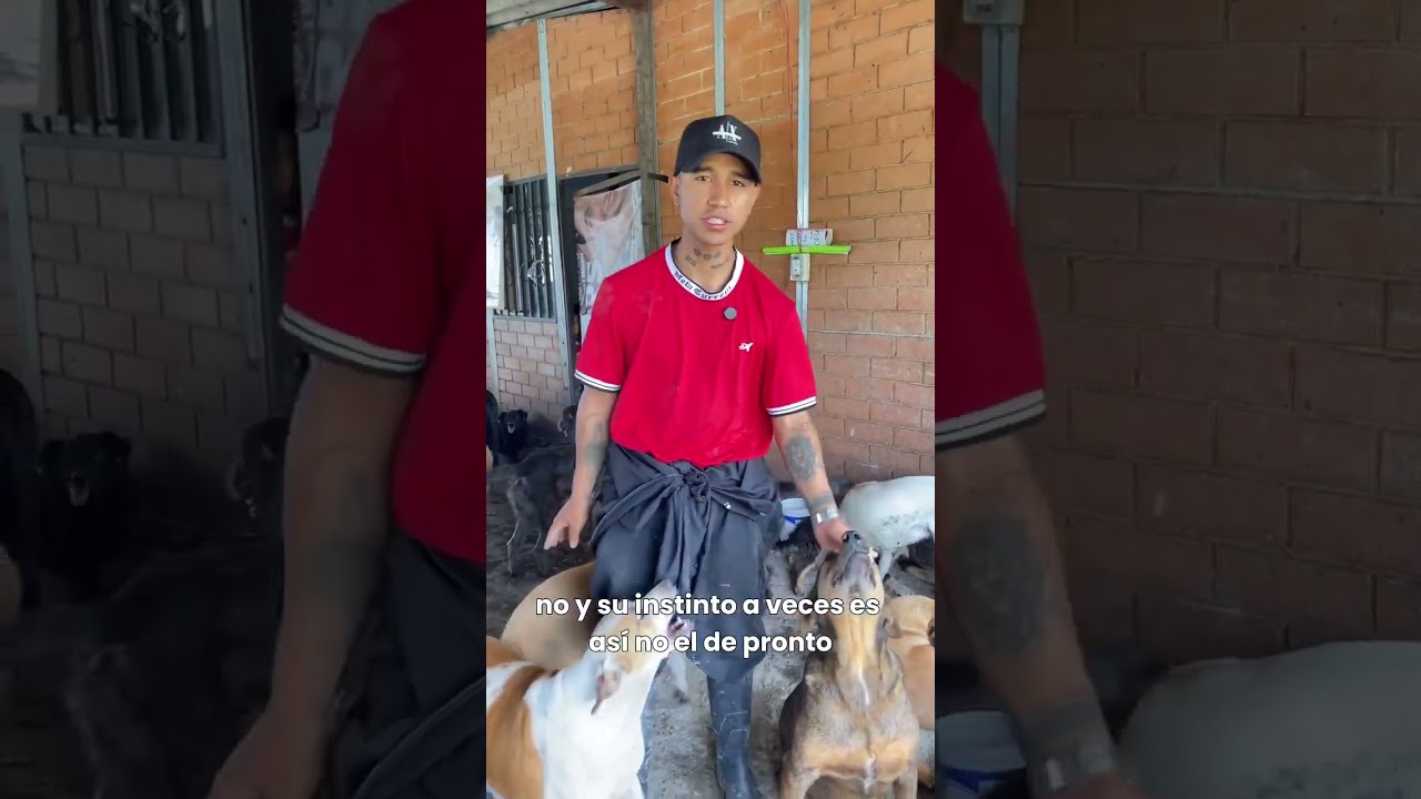 Me dedico a rescatar perritos de la calle 🐶🥹🫡💪🏼 