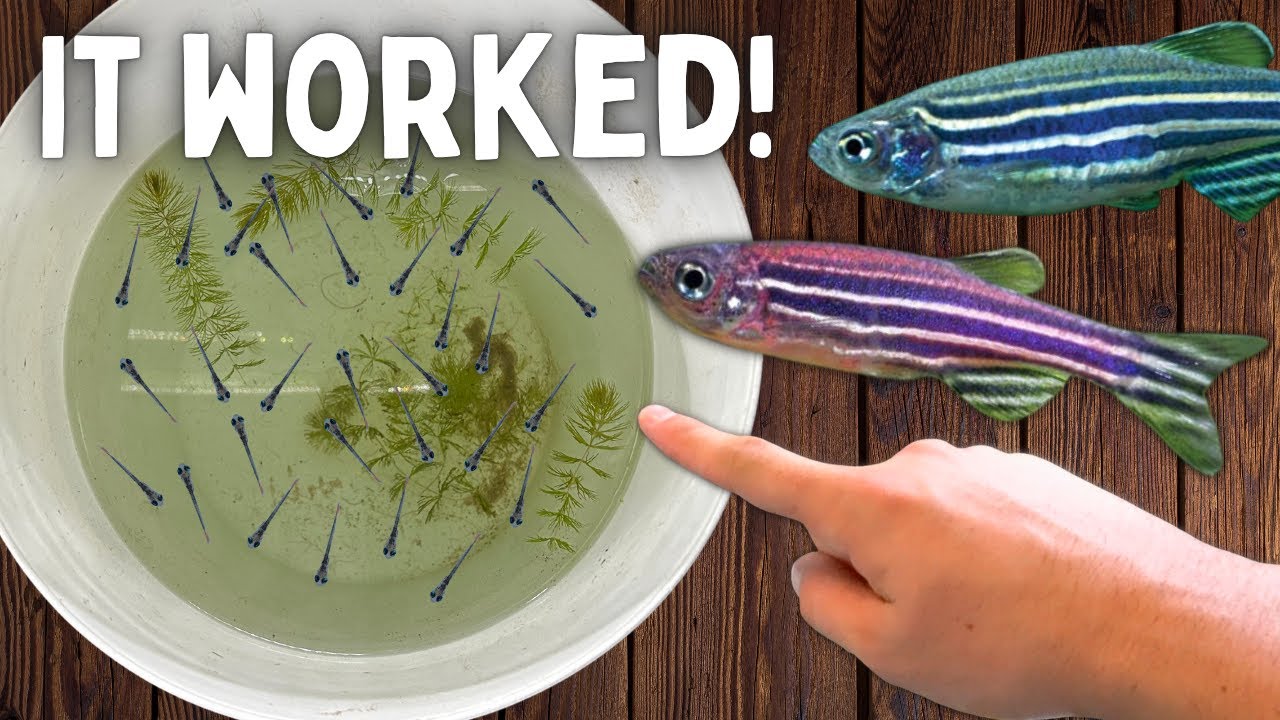 Breeding Danios in a Bucket!