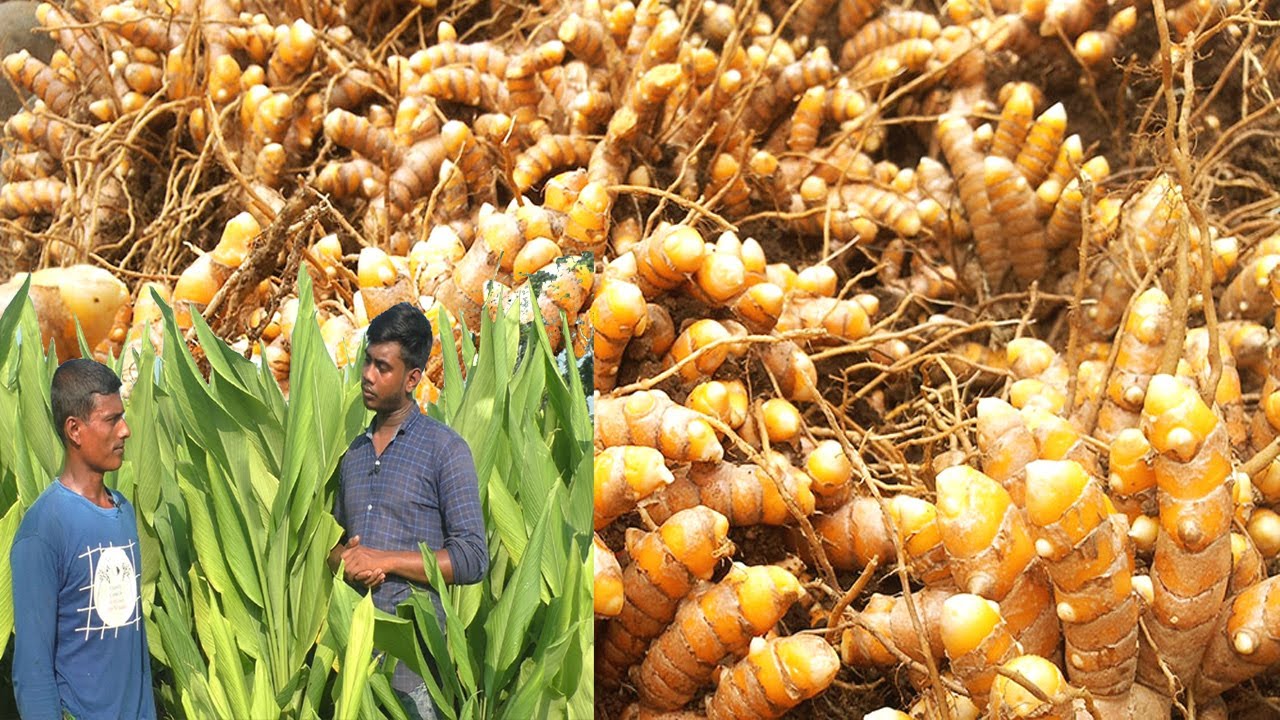 হলুদ চাষ কম খরচে কম পরিশ্রমে অধিক লাভজনক ব্যবসা - হলুদ চাষ পদ্ধতি ও আয় ব্যয় - How to Grow Turmeric