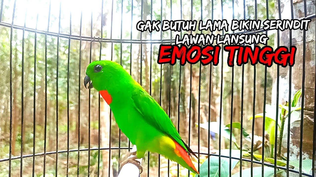Serindit Gacor Memanggil Lawan / Tembakan Serindit Gacor Pancing Lawan Cepat Emosi Tinggi