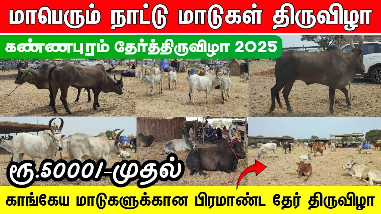 மாபெரும் கண்ணபுரம் மாட்டுச்சந்தை 2025,kangayam nattu madu kannapuram mattu santhai,naattu maadu sale