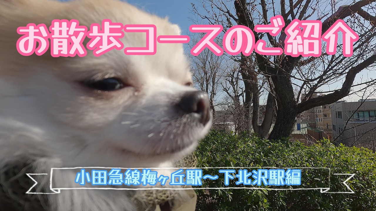 【散歩コースのご紹介】愛犬とのんびり歩こう！小田急線梅ヶ丘～下北沢編