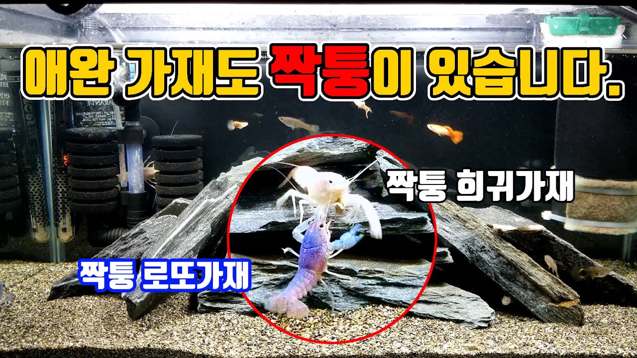 로또가재가 부러우신가요? 짝퉁가재 키우면 되죠!! 싼값에 가재 키우는 방법?