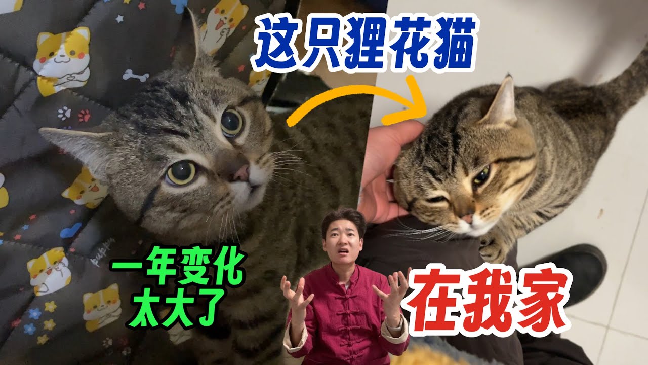 这只狸花猫 在我家一年的变化 把这些片段放在一起 更加震惊！从蹑手蹑脚到大摇大摆！