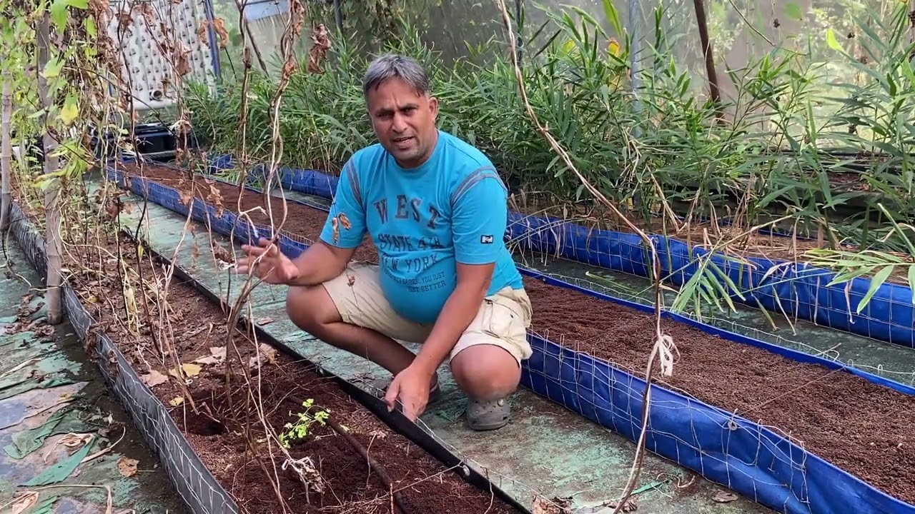 Hydroponic Purple Yam Harvest // Soil-less Yam growing Analysis