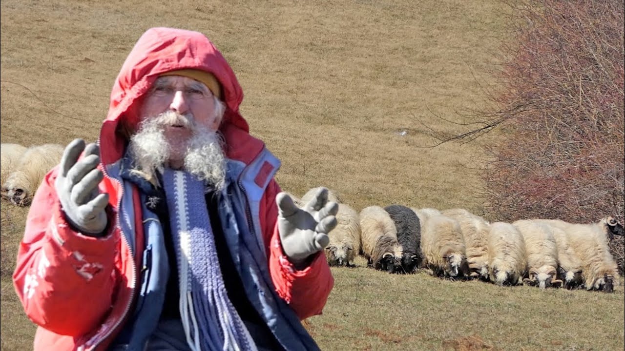 Ne mogu se nabraniti tuđih cuka, rastjeraše mi ovce