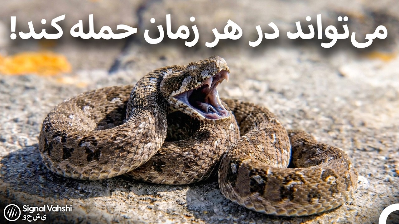 شکارچی در حال گرم شدن: بازی صبر مار | مستند دوبله فارسی