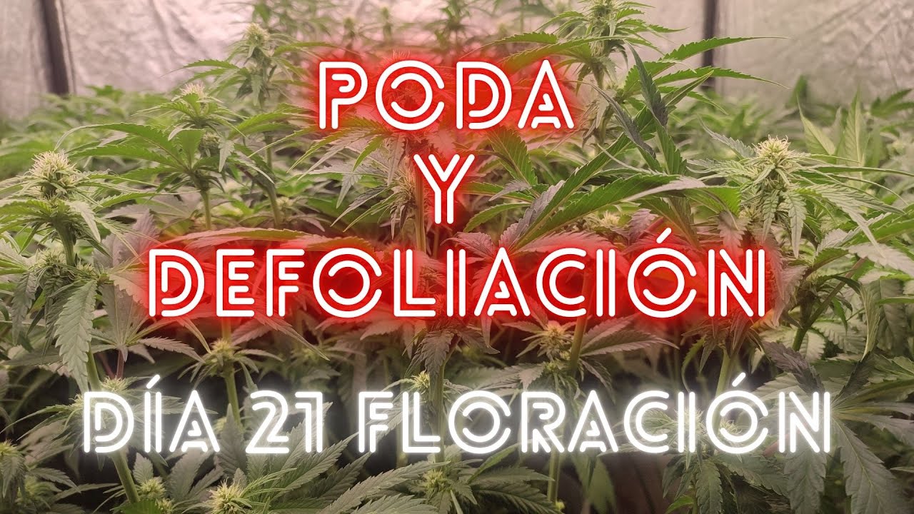 🍁 CAP&Iacute;TULO 9 | C&Oacute;MO HACER LA PODA DE BAJOS Y DEFOLIACI&Oacute;N EN FLORACI&Oacute;N | NUEVO MARS HYDRO FC-E6500 🍁