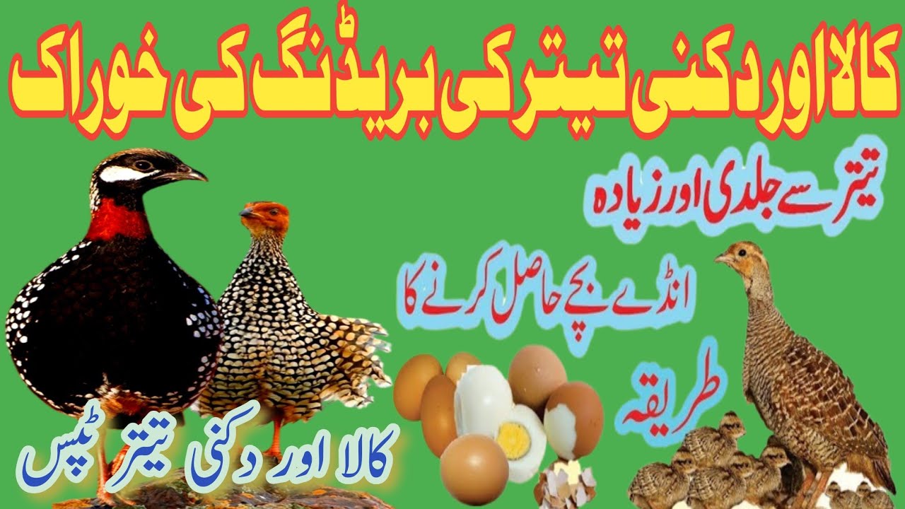 Kala or Dakni teeter ki breeding ki khurak|Titar se jaldi or zayada eggs&Chicks hasal krny ka tarika