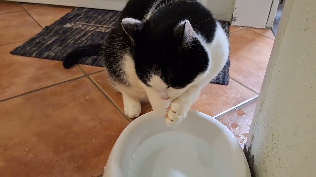 06.02.2025 - Romeo - Erst werden die Pfoten gewaschen, dann trinkt er (noch) aus dem Hundenapf.