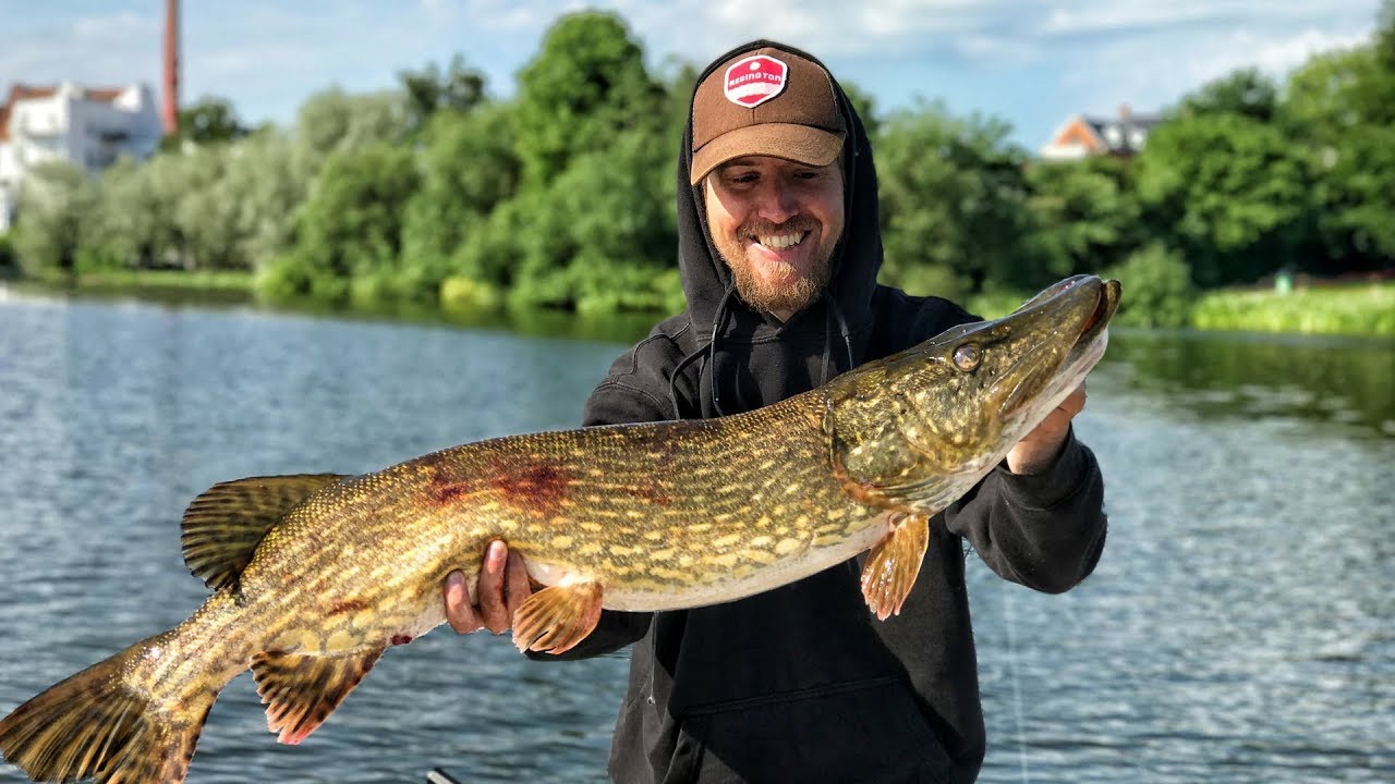 K&aelig;mpe gedde fra slots&oslash;en!!// Hugh pike from the castle lake 🏰