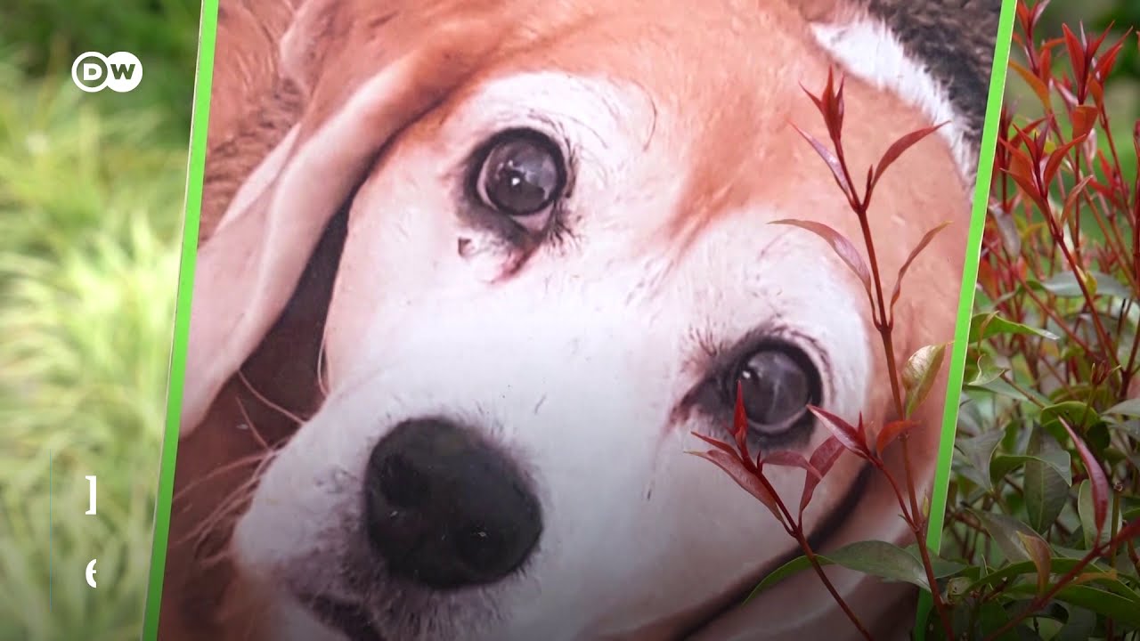 Restos de mascotas son usados para cultivar árboles y plantas