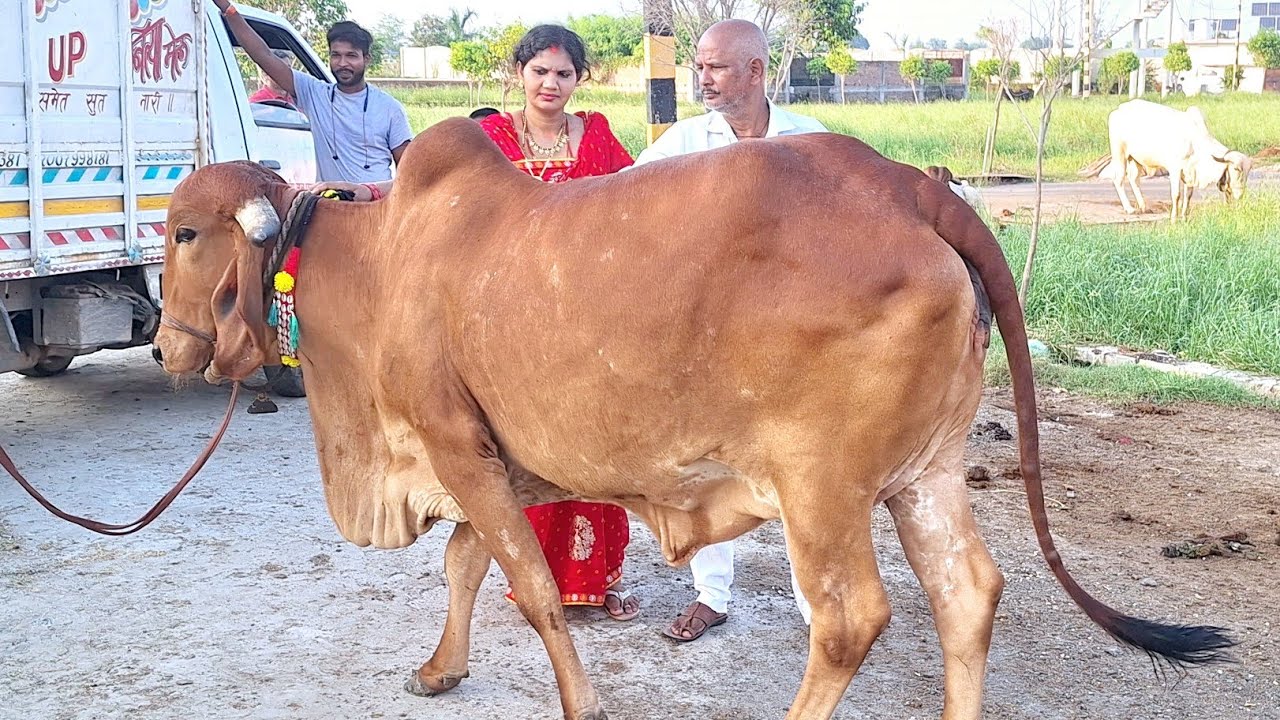 🇮🇳 बिहार के यादव जी नें radheshyam dairy farm से गिर गाय खरीदी और बेइमानों की पोल खोल दी | gircow 
