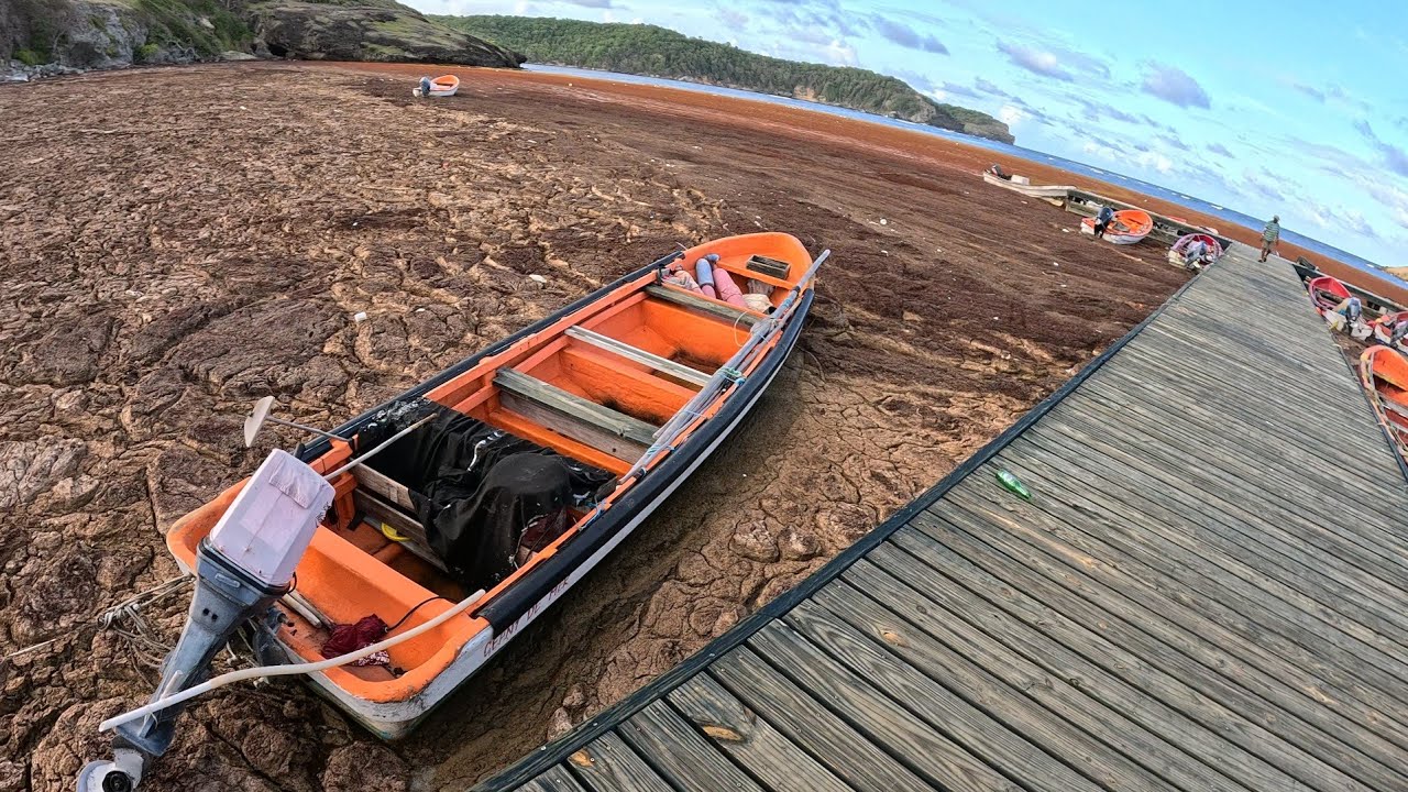 Inside the Caribbean's Sargassum Crisis: How Coastal Communities Are Being Affected