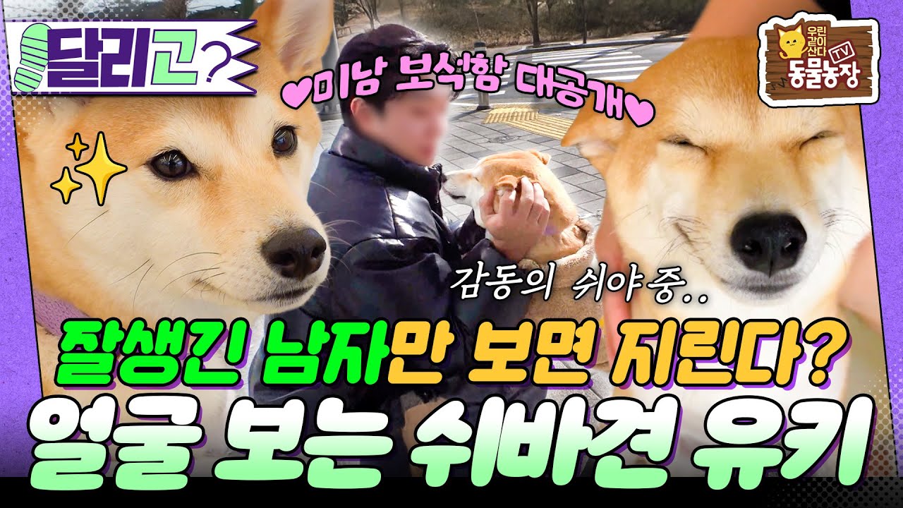 [🏃‍#달리GO] 잘생기면 지리고 못생기면 무는 외모지상주의 쉬~바견💦 유키의 이야기 #TV동물농장 #달리 #DALI