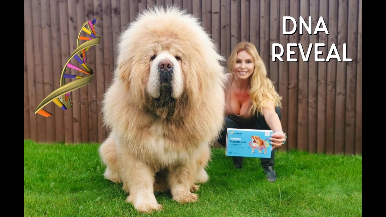 CHINESE TIBETAN MASTIFF DOG - DNA REVEAL !