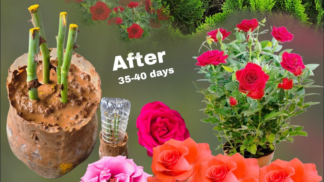 గులాబీ మొక్కల్ని సులభంగా పెంచుకోవచ్చు 🍀￼ #rosé #growth #plants 