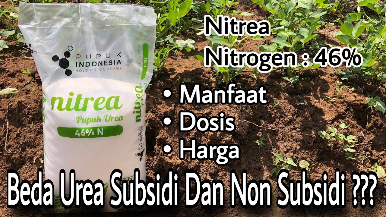 Nitrea Urea 46% Nitrogen - Manfaat, Dosis, Harga - Beda Urea Subsidi dan Non Subsidi 