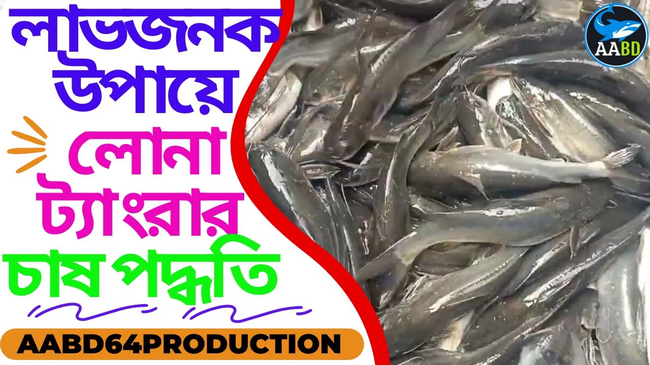 লাভজনক উপায়ে লোনা ট্যাংরা চাষ পদ্ধতি (Profitable Culture Methods of Lona Tangra)