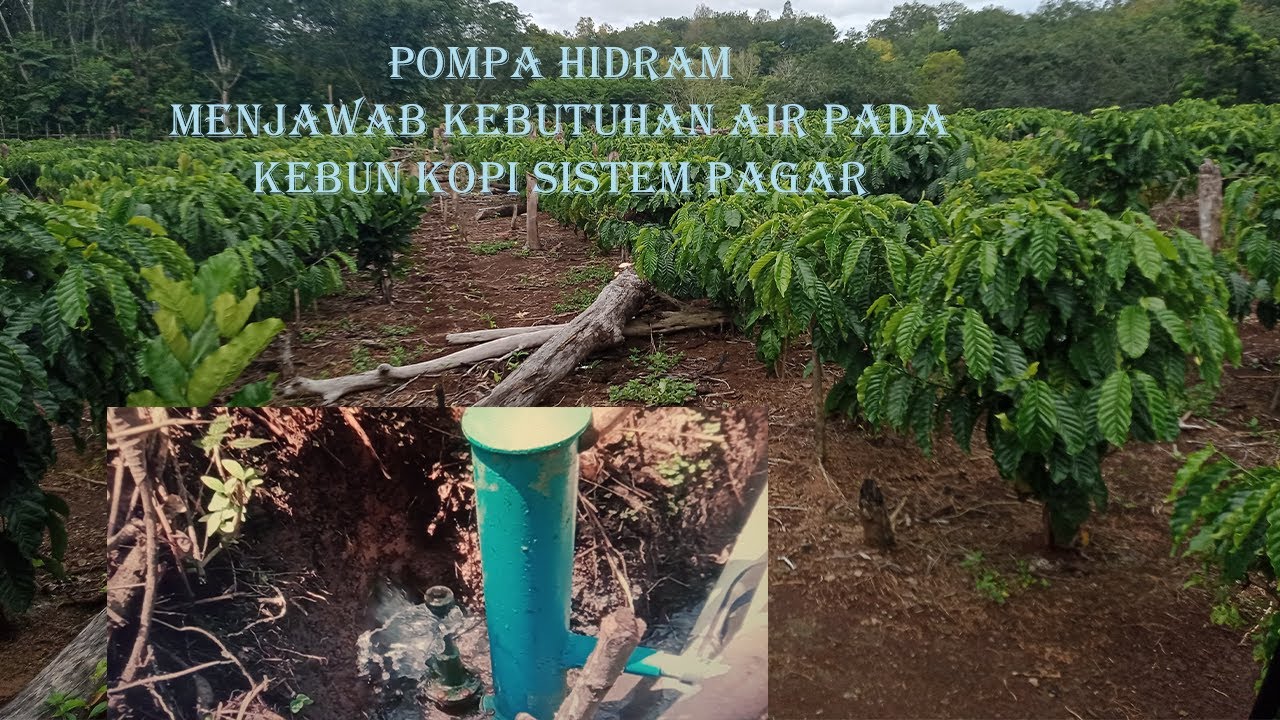 ALTERNATIF SUMBER AIR DI KEBUN KOPI SISTEM PAGAR, AIR MELIMPAH, NON STOP, TANPA MESIN DAN DINAMO