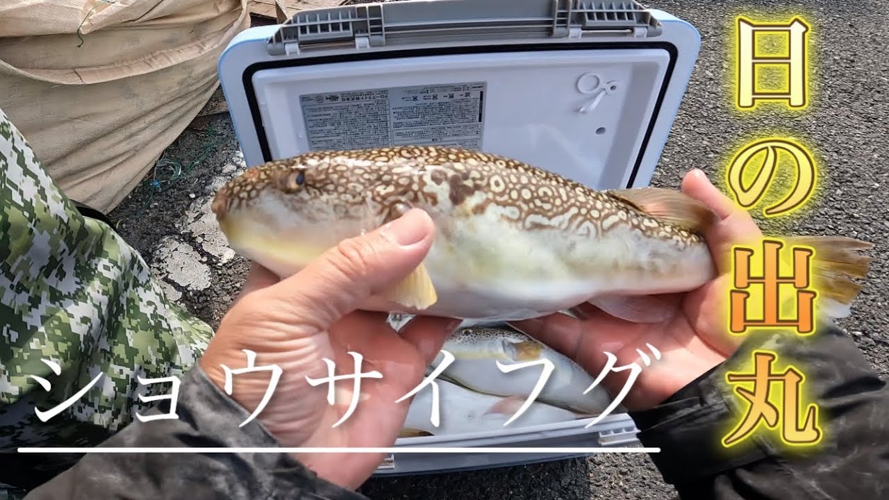 【大阪湾】釣って楽しい食べて美味しいショウサイフグ【カットウフグ】
