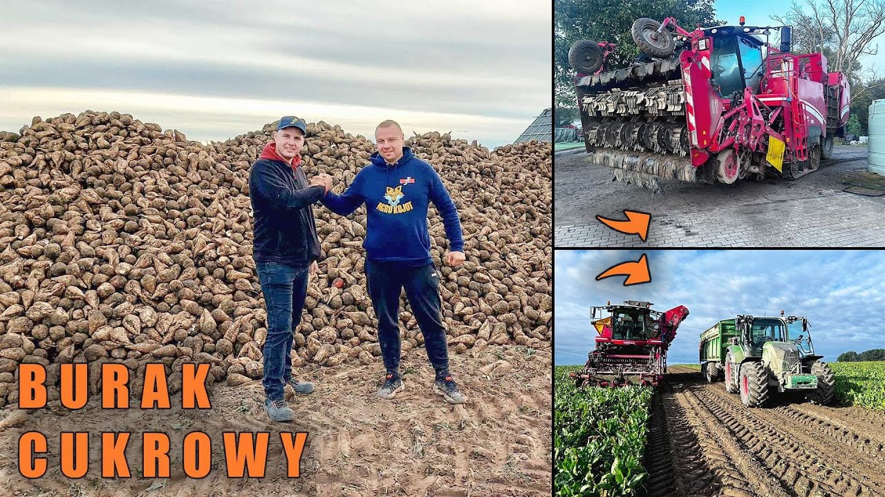 #VLOG Grimme Maxtron znowu w akcji / lecimy dalej z wykopkami buraków / będzie słodko w tym roku?