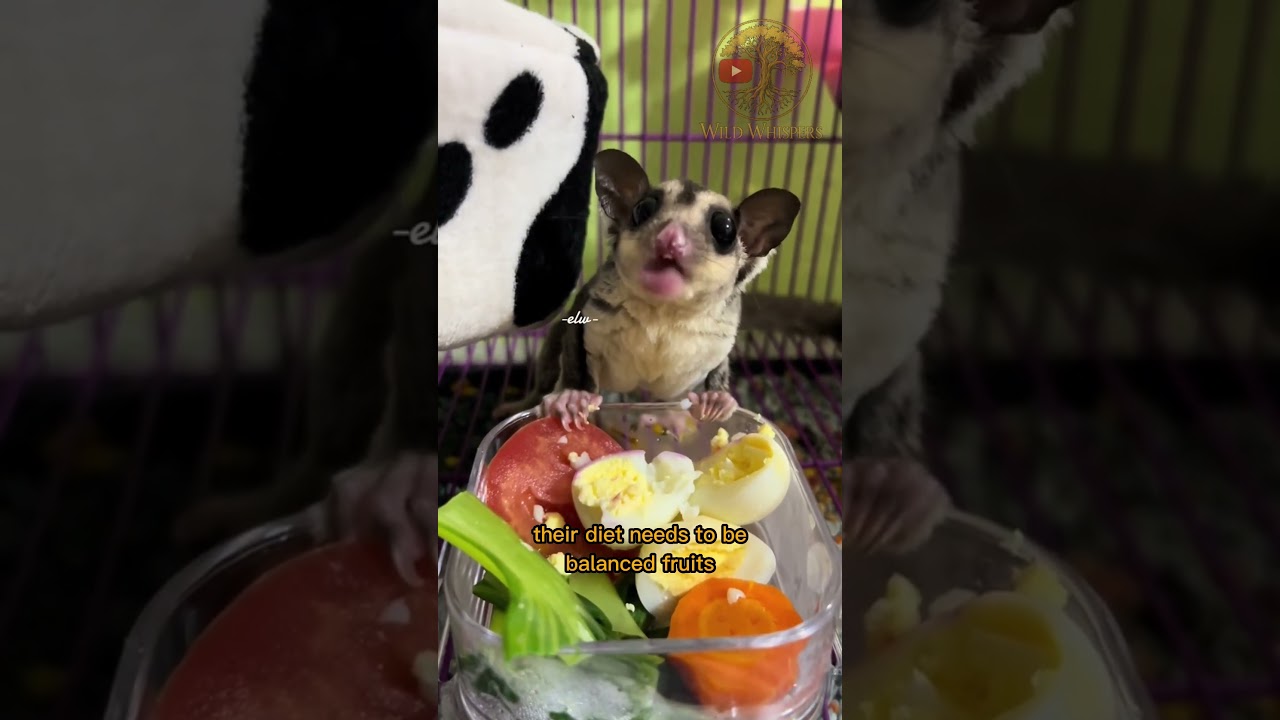 What You Should Know Before Keeping a Sugar Glider as a Pet! #animalfacts #facts