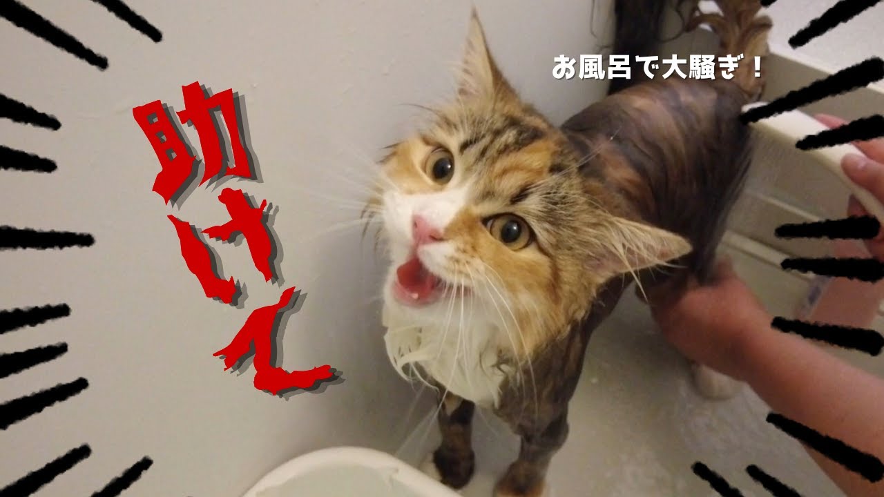 久しぶりのお風呂で悲痛な叫び声をあげる猫【サイベリアン】