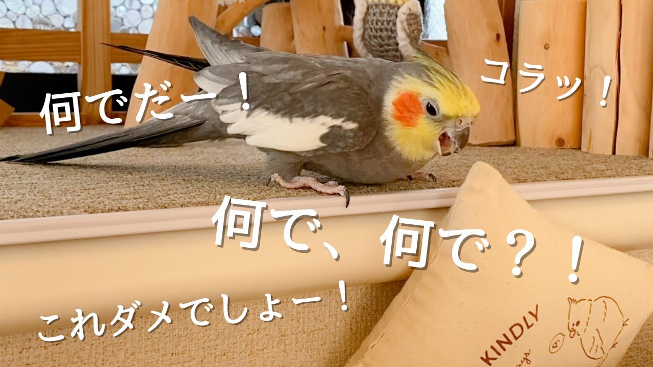 クッション落としが出来なくて文句たらたらなオカメインコこはくさん