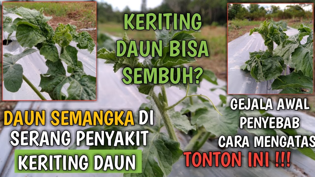 PENYEBAB DAN CARA MENGATASI DAUN KERITING PADA TANAMAN SEMANGKA