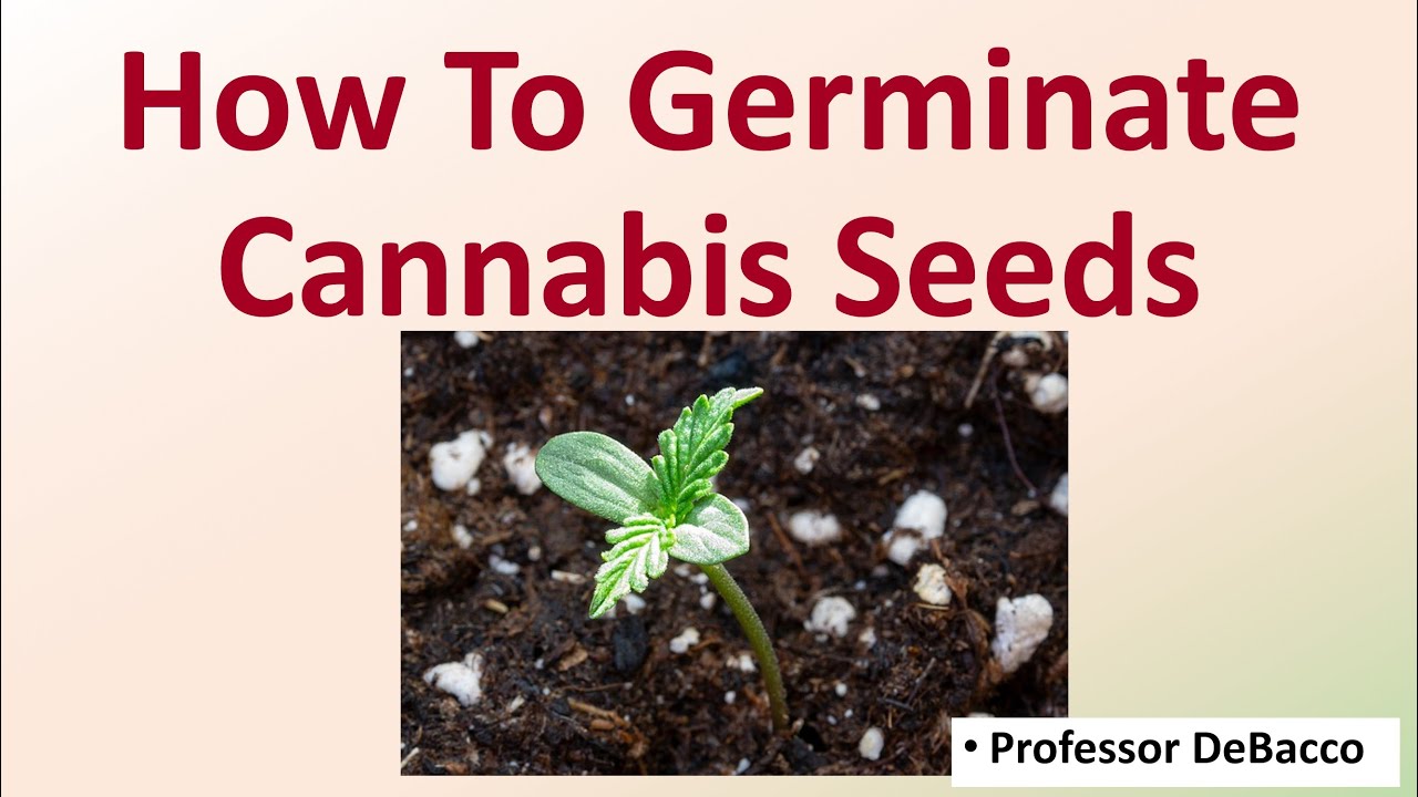 How To Germinate Cannabis Seeds