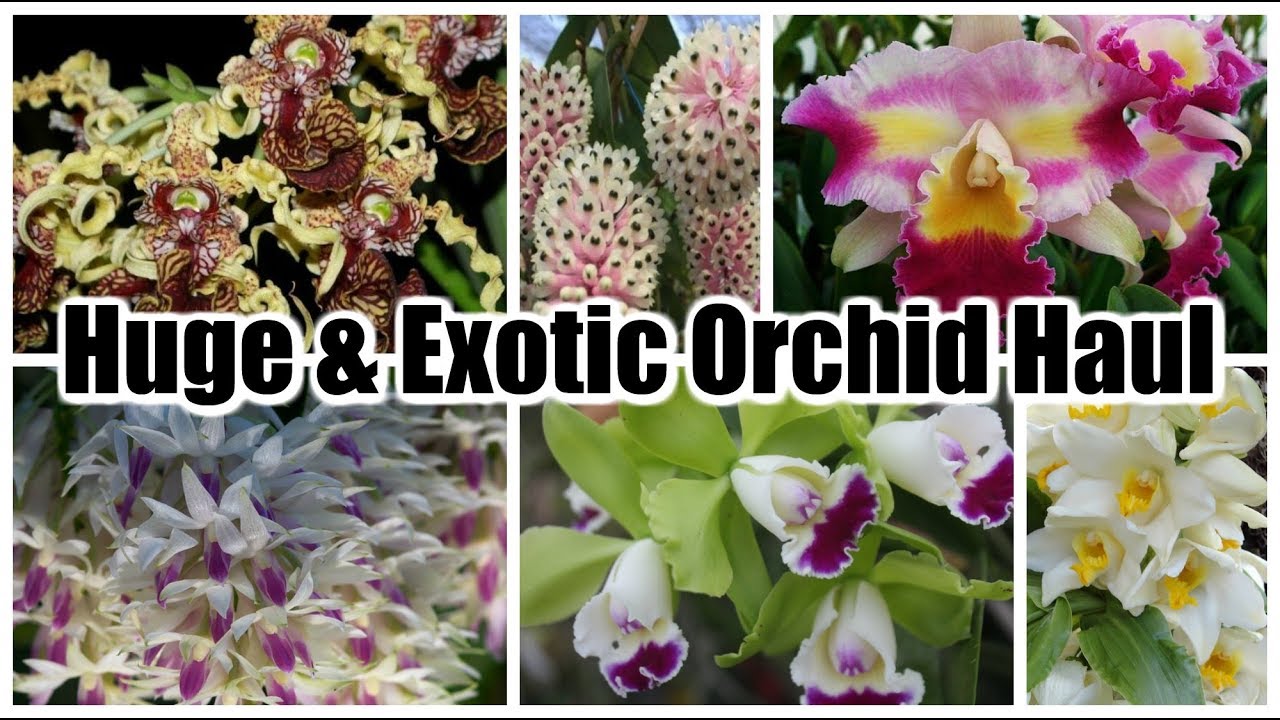 Huge & Exotic Orchid Haul