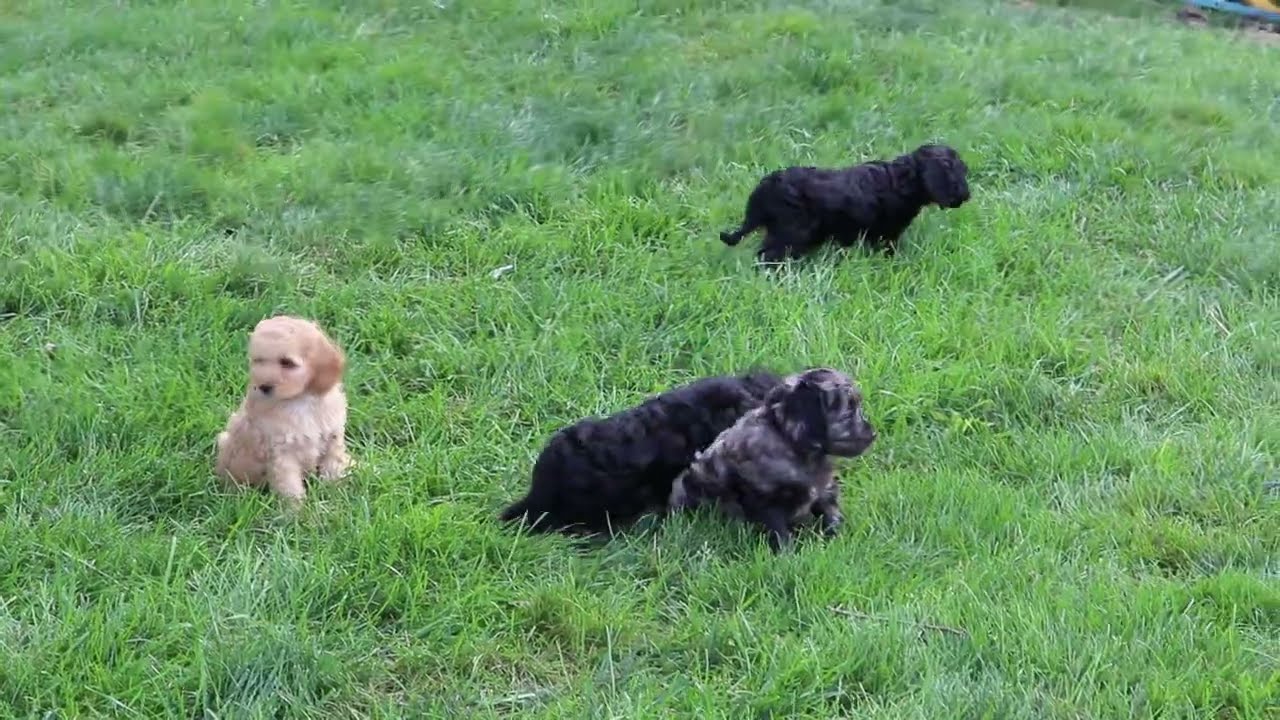 Cockapoo Puppies For Sale
