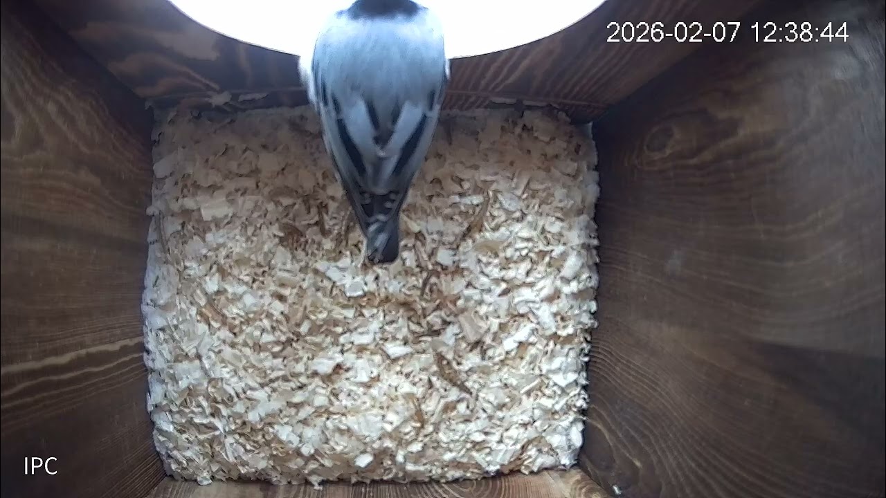 A white breasted nuthatch visits an owl box