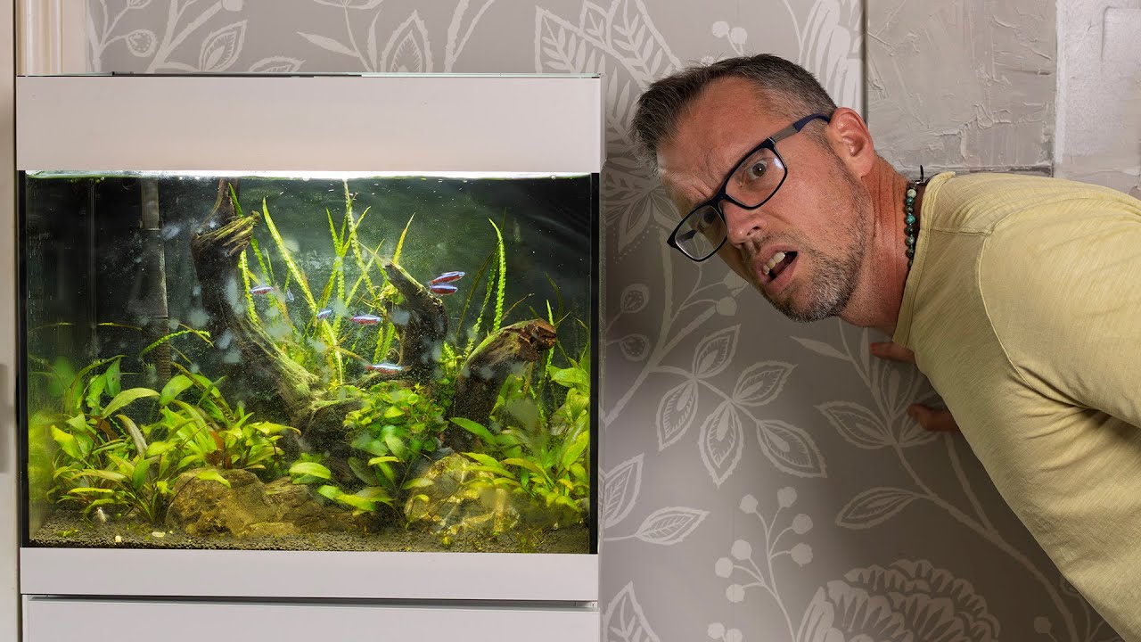 I neglected my wife's office aquarium - raw vlog